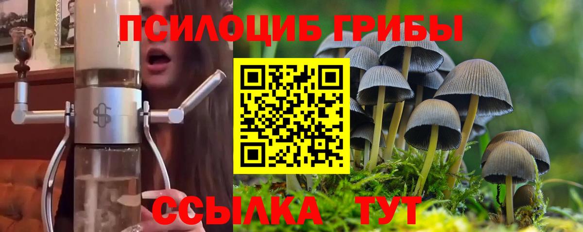 цена   Псилоцибиновые грибы Psilocybine cubensis  Вход с VPN  Псилоцибиновые грибы мицелий  Михайловск 